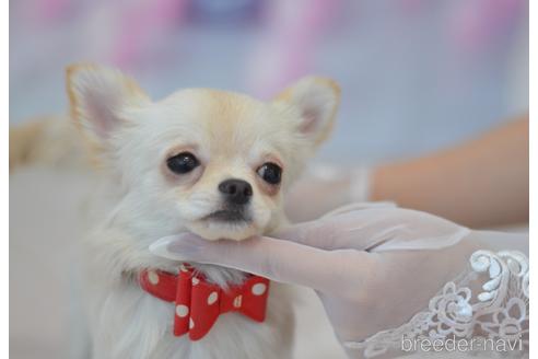 成約済の埼玉県のチワワ(ロングコート)-190068の6枚目