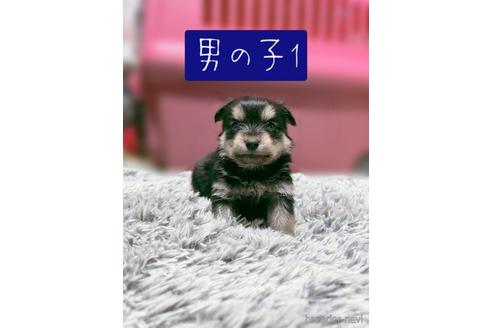 成約済の千葉県のミックス犬-218843の1枚目