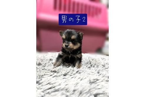 成約済の千葉県のミックス犬-218842の1枚目