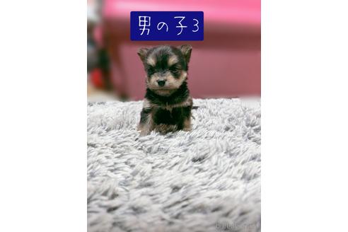 成約済の千葉県のミックス犬-218839の1枚目