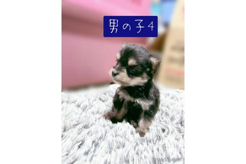 成約済の千葉県のミックス犬-218844