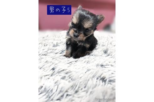 成約済の千葉県のミックス犬-218838の1枚目