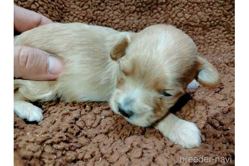成約済の埼玉県のマルプー:マルチーズ×トイプードル-217644の27枚目