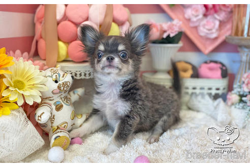 成約済の愛知県のチワワ(ロングコート)-219862の4枚目