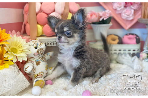 成約済の愛知県のチワワ(ロングコート)-219862の5枚目