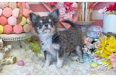 成約済の愛知県のチワワ(ロングコート)-219862の6枚目