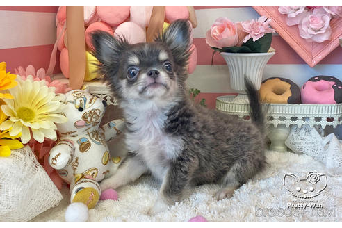 成約済の愛知県のチワワ(ロングコート)-219862の2枚目