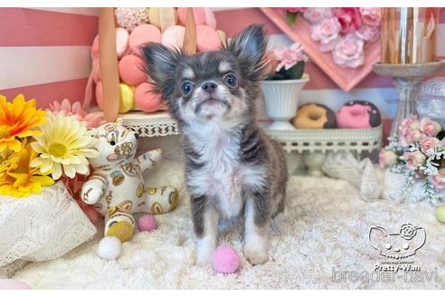 成約済の愛知県のチワワ(ロングコート)-219862の3枚目