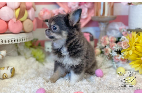 成約済の愛知県のチワワ(ロングコート)-219864の3枚目