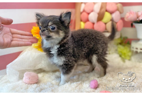 成約済の愛知県のチワワ(ロングコート)-219864の5枚目