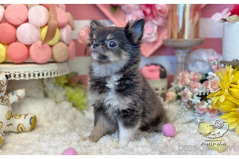 成約済の愛知県のチワワ(ロングコート)-219864の4枚目