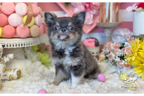 成約済の愛知県のチワワ(ロングコート)-219864の1枚目