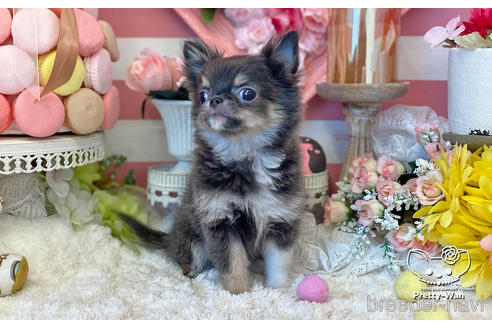 成約済の愛知県のチワワ(ロングコート)-219864の2枚目