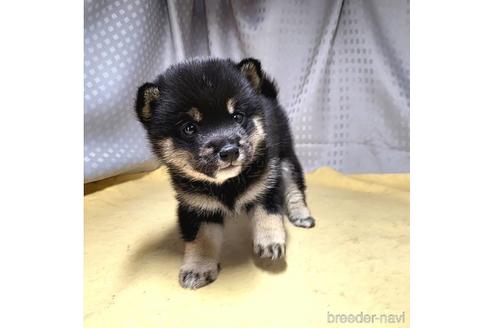 成約済の茨城県の豆柴-215715の12枚目