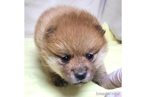 成約済の茨城県のミックス犬-219971の17枚目