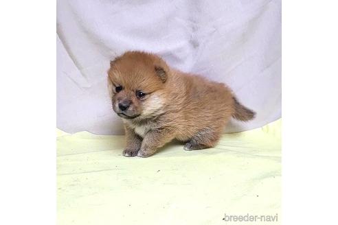 成約済の茨城県のミックス犬-219971の16枚目