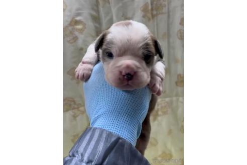 成約済の沖縄県のミックス犬-220009の5枚目
