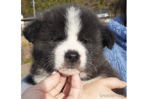 成約済の富山県の秋田犬-220023の1枚目