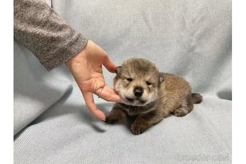 成約済の奈良県の豆柴-220034の9枚目