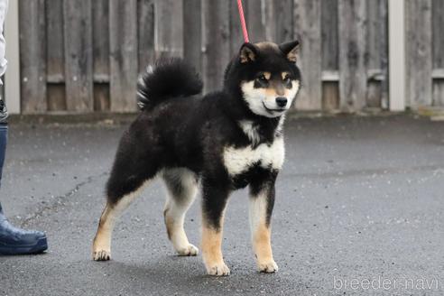 成約済の愛媛県の柴犬-220039の1枚目