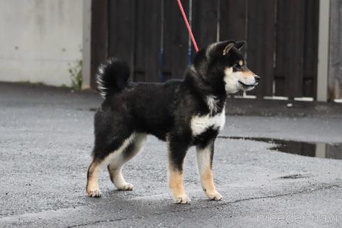 成約済の愛媛県の柴犬-220039の2枚目