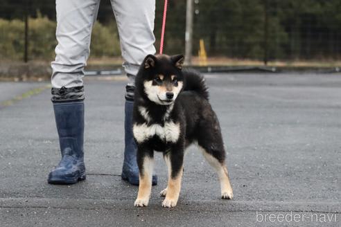 成約済の愛媛県の柴犬-220039の3枚目