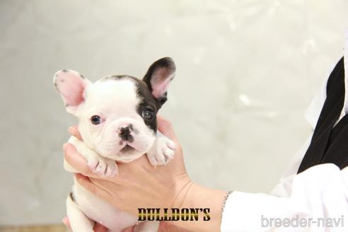 成約済の東京都のフレンチブルドッグ-220053の1枚目