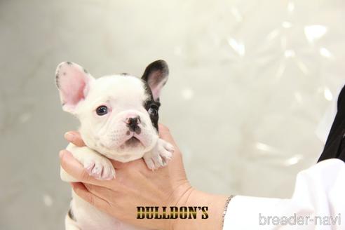 成約済の東京都のフレンチブルドッグ-220053の8枚目