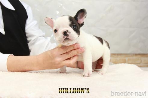 成約済の東京都のフレンチブルドッグ-220053の6枚目