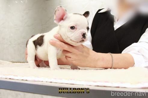 成約済の東京都のフレンチブルドッグ-220053の5枚目