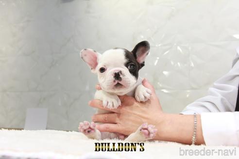 成約済の東京都のフレンチブルドッグ-220053の4枚目