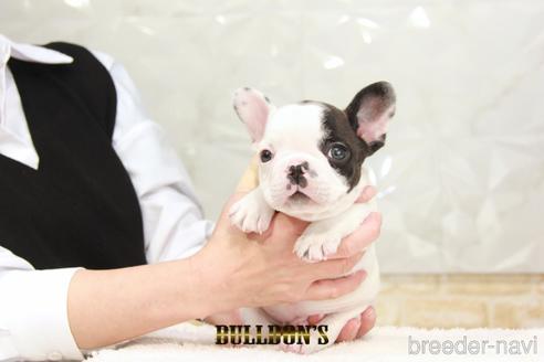 成約済の東京都のフレンチブルドッグ-220053の2枚目