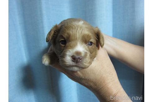 成約済の福岡県のミックス犬-220058の14枚目