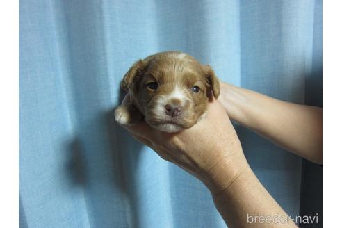 成約済の福岡県のミックス犬-220058の13枚目