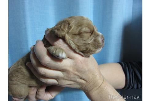 成約済の福岡県のミックス犬-220058の11枚目