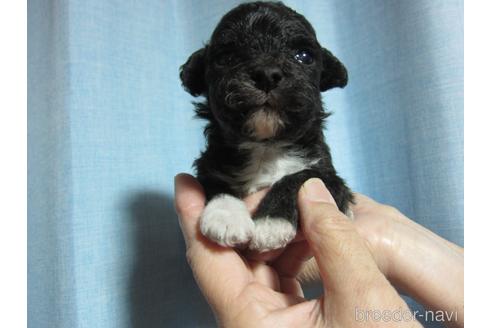 成約済の福岡県のミックス犬-220066の15枚目