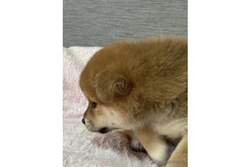 成約済の北海道の柴犬-220067の5枚目