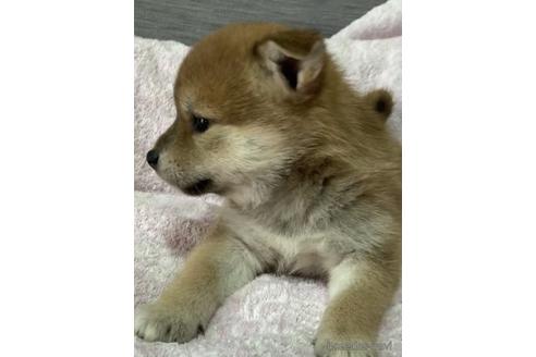 成約済の北海道の柴犬-220068の4枚目