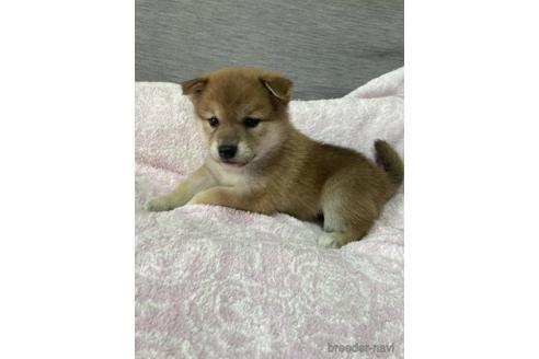 成約済の北海道の柴犬-220068の3枚目