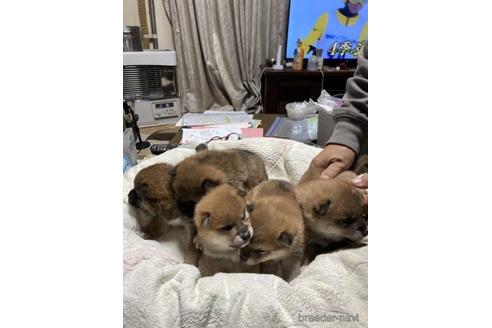 成約済の北海道の柴犬-220068の5枚目