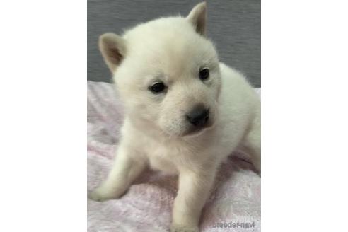 成約済の北海道の北海道犬-220070