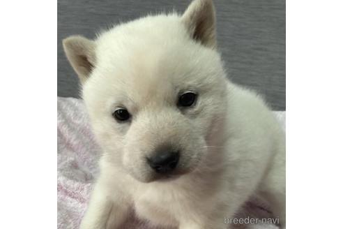 成約済の北海道の北海道犬-220070の5枚目
