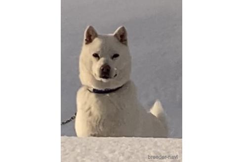 成約済の北海道の北海道犬-220070の2枚目