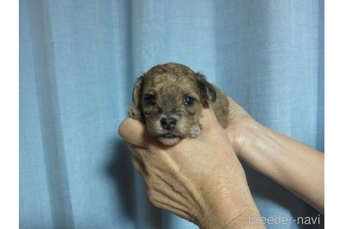 成約済の福岡県のミックス犬-220073の28枚目