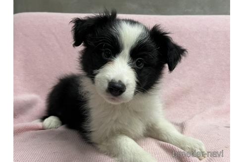 子犬