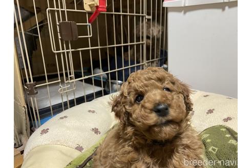 成約済の群馬県のトイプードル-212226の5枚目