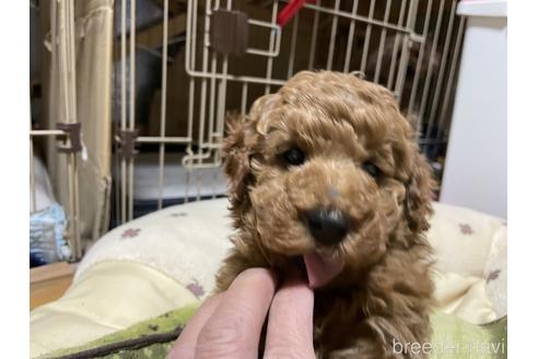 成約済の群馬県のトイプードル-212226の4枚目