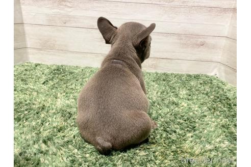 成約済の愛知県のフレンチブルドッグ-220760の4枚目