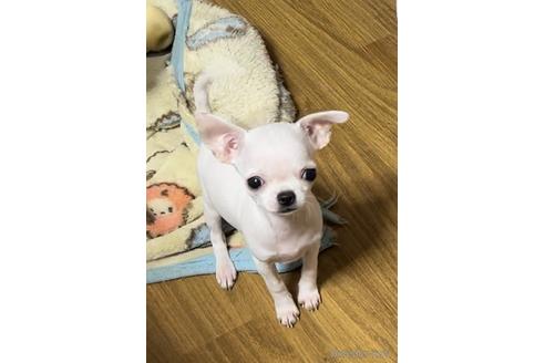 成約済の千葉県のチワワ(スムースコート)-209416の24枚目