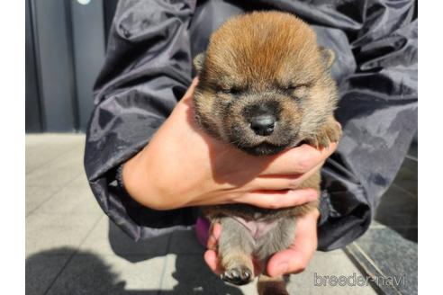 成約済の長崎県の柴犬-220137の2枚目